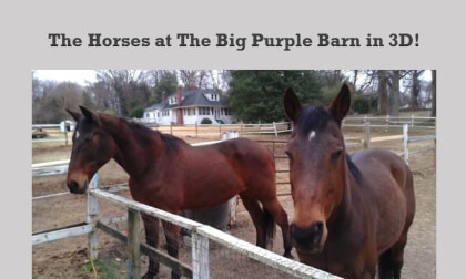 The Horses at The Big Purple Barn in 3D! VR Video The Horses at The Big Purple Barn in 3D! VR