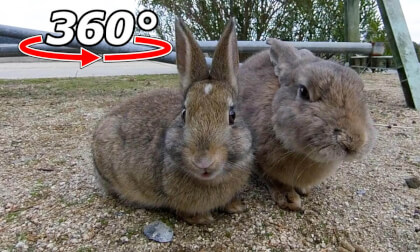 VR 360° | A parent who goes at his own pace and a fearful child! A scene of a rabbit parent and child eating together. VR Video VR 360° | A parent who goes at his own pace and a fearful child! A scene of a rabbit parent and child eating together. VR