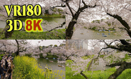 Cherry blossoms at Chidorigauchi in Tokyo,Japan