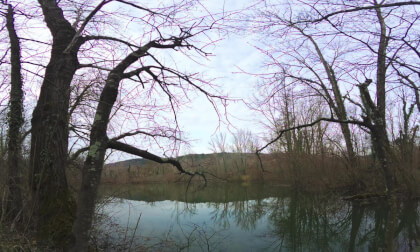 Wood and lake in spring VR Video Wood and lake in spring VR