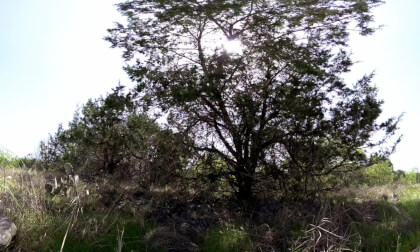 8K VR 180° | Serene Texas Wilderness – Immersive Brushland Escape VR Video 8K VR 180° | Serene Texas Wilderness – Immersive Brushland Escape VR