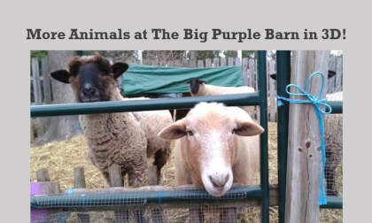 More Animals at The Big Purple Barn in 3D! VR Video More Animals at The Big Purple Barn in 3D! VR