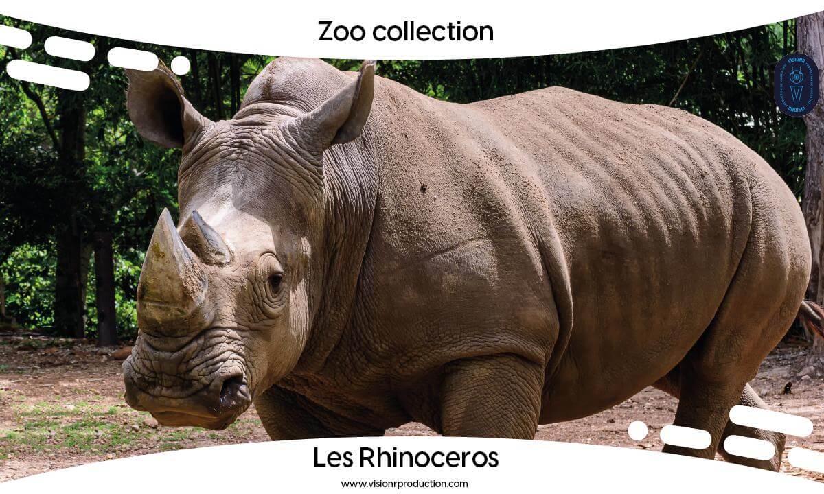 Zoo Collection Ep.4 Les rhinocéros blancs (Teaser) / FR Zoo Collection Ep.4 Les rhinocéros blancs (Teaser) / FR