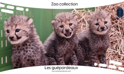 Zoo Collection Ep.7 Les guépardeaux (Teaser) VR Video Zoo Collection Ep.7 Les guépardeaux (Teaser) VR