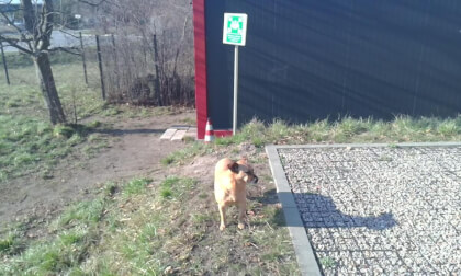 Red Dog from Poland