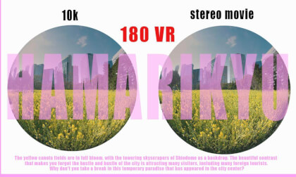 Rape blossoms power in Tokyo.180VR 3D12K Rape blossoms power in Tokyo.180VR 3D12K