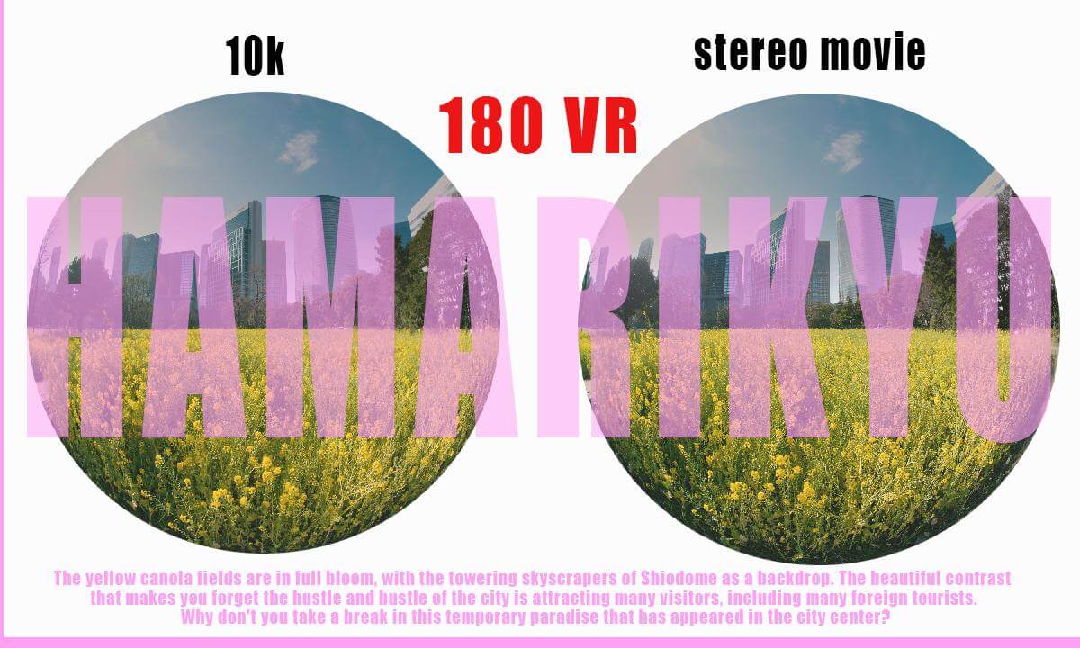 Rape blossoms power in Tokyo.180VR 3D12K