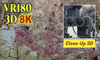 Close-up 3D VR180  of cherry blossoms in Tokyo , JAPAN VR Video Close-up 3D VR180  of cherry blossoms in Tokyo , JAPAN VR