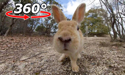 VR 360° | The rabbit keeps chasing me! VR Video VR 360° | The rabbit keeps chasing me! VR