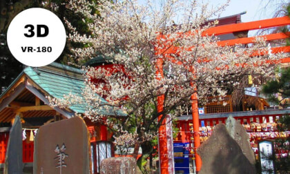 Plum Tree Blossoms at Tsutsujigaoka Tenmango Shrine JAPAN🇯🇵 VR Video Plum Tree Blossoms at Tsutsujigaoka Tenmango Shrine JAPAN🇯🇵 VR