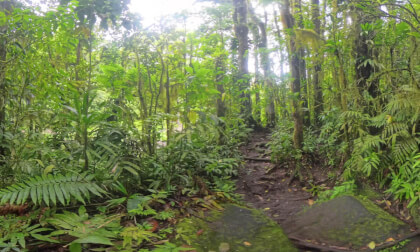 Jungle1 VR Video Jungle1 VR