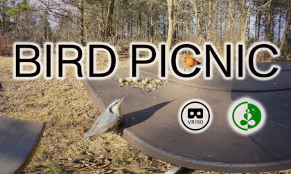 BIRD PICNIC | VR180 | 8K | Nature Experience VR Video BIRD PICNIC | VR180 | 8K | Nature Experience VR