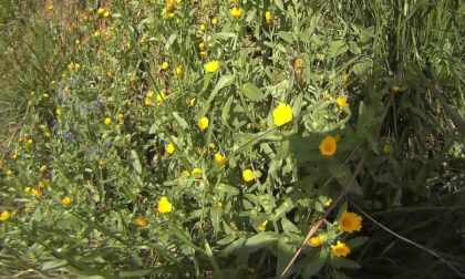 Primavera Natura TERRASSA (Barcelona) VR Video Primavera Natura TERRASSA (Barcelona) VR