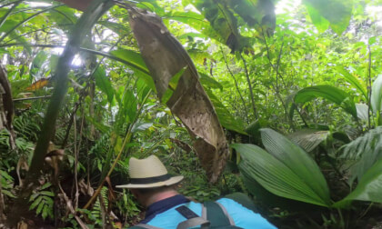 Jungle3