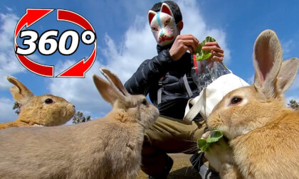[360 Video] Rabbits eat cabbage together!