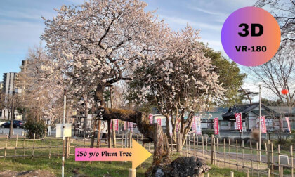The 250 y/o Garyubai Plum tree Blossom at Sakuragaoka Shrine JAPAN VR Video The 250 y/o Garyubai Plum tree Blossom at Sakuragaoka Shrine JAPAN VR