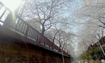 8k 360 VR] Enjoy the korea cherry blossoms with music