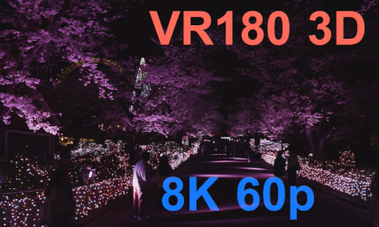 Cherry blossoms at night in Keio Yomiuri Land VR Video Cherry blossoms at night in Keio Yomiuri Land VR