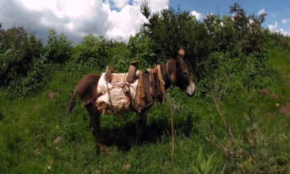 VR Donkey Episode #1 VR Video VR Donkey Episode #1 VR