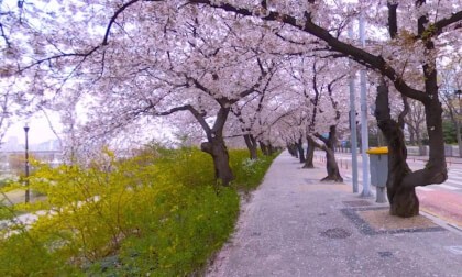 360 VR] Cherry Blossoms in Seoul, Korea