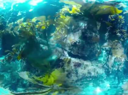 [360° VR] Panorama of the Kelp Forest in the Ocean Aquarium 'BBC Earth'-[TEST VIDEO]