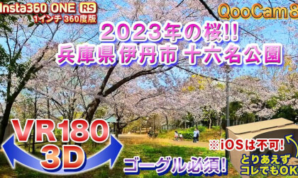 [VR180 3D] Cherry Blossoms in 2023!! Jurokuna Park, Itami City