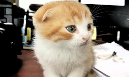 CAT VR FIRST VIEW] HI~ I'm verevere