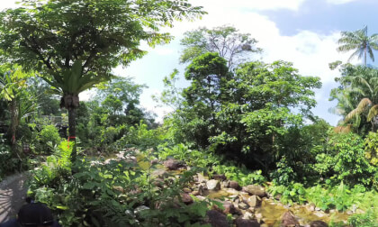 Log Crossing Trek - Rainforest Wild ASIA VR Video Log Crossing Trek - Rainforest Wild ASIA VR