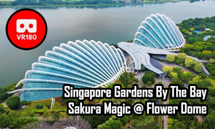 Singapore Gardens By The Bay - Sakura Magic @ Flower Dome VR Video Singapore Gardens By The Bay - Sakura Magic @ Flower Dome VR