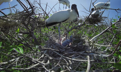 Stork Babies in Florida VR Video Stork Babies in Florida VR