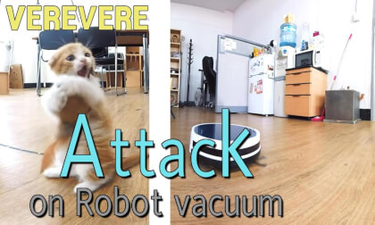 CAT VR] attack~ But I'm verevere
