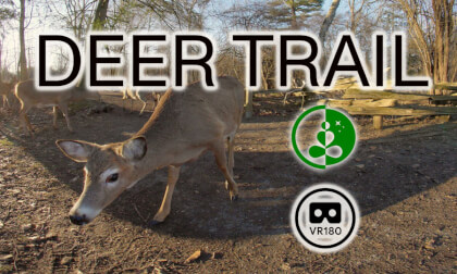 DEER TRAIL | VR180 | 8K | Nature Experience VR Video DEER TRAIL | VR180 | 8K | Nature Experience VR