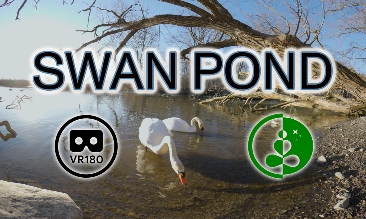 SWAN POND | VR180 | 8K | Nature Experience