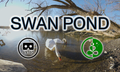 SWAN POND | VR180 | 8K | Nature Experience VR Video SWAN POND | VR180 | 8K | Nature Experience VR