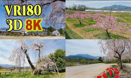 Cherry blossom and peach blossom sightseeing spots in Hokuto City and Nirasaki City VR Video Cherry blossom and peach blossom sightseeing spots in Hokuto City and Nirasaki City VR