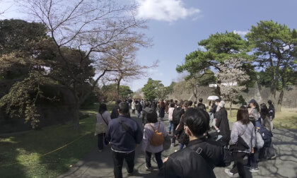 2025 Cherry Blossoms in Japan: A rare VR180 walk onto the Imperial Palace grounds for Hanami VR Video 2025 Cherry Blossoms in Japan: A rare VR180 walk onto the Imperial Palace grounds for Hanami VR