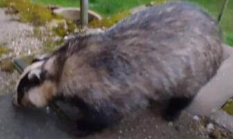 A badger and two foxes in the garden VR Video A badger and two foxes in the garden VR