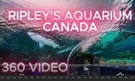 SHARK TUNNEL 1