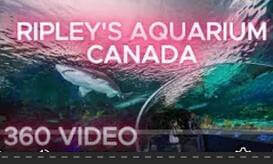 SHARK TUNNEL 1 VR Video SHARK TUNNEL 1 VR