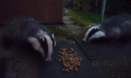 Badgers in the garden VR Video Badgers in the garden VR