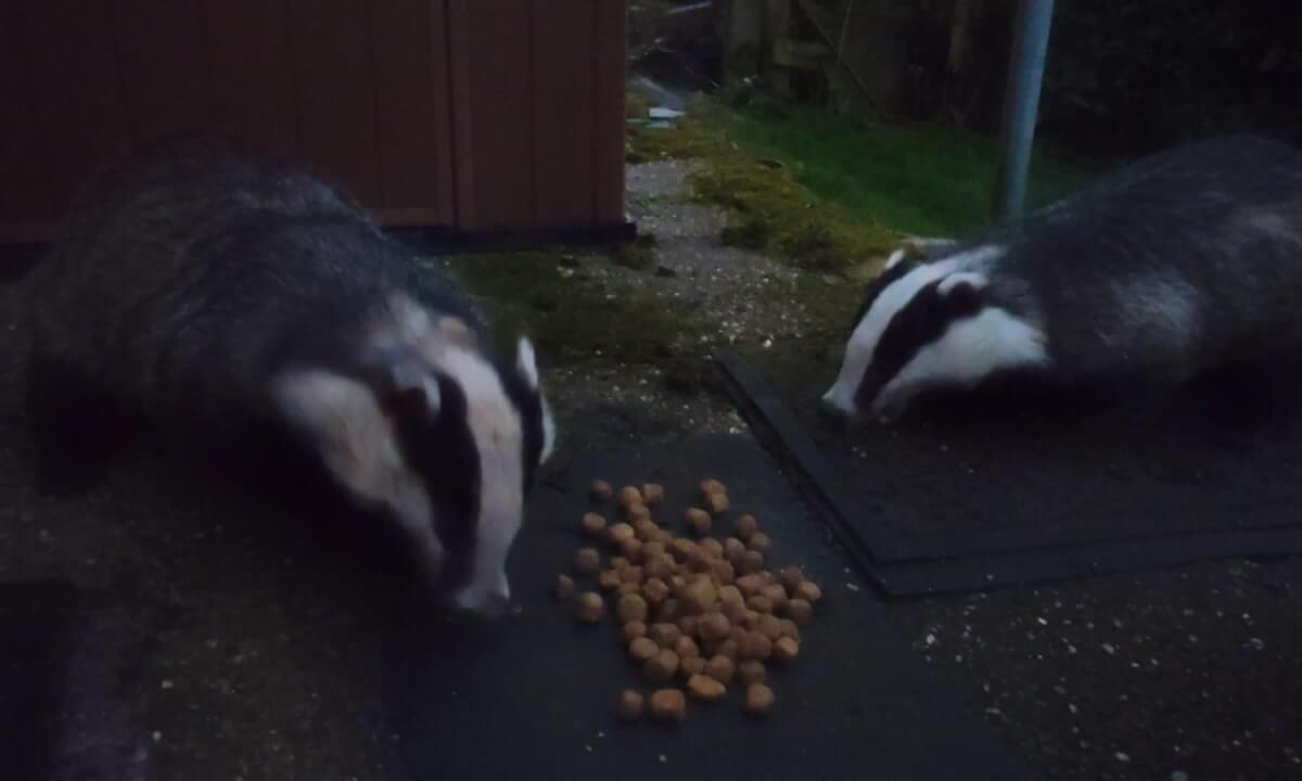 Badgers in the garden
