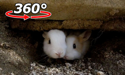 VR 360° | There were baby rabbits! They seem interested in you! VR Video VR 360° | There were baby rabbits! They seem interested in you! VR