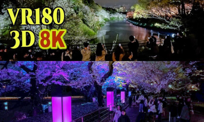 Illuminated cherry blossoms at night at Chidorigafuchi in Tokyo , JAPAN VR Video Illuminated cherry blossoms at night at Chidorigafuchi in Tokyo , JAPAN VR
