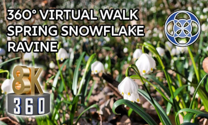 Snowflake Ravine Nature Reserve - Wirtual Walking Tour - 360 8K VR with Ambisonic spatial sound Snowflake Ravine Nature Reserve - Wirtual Walking Tour - 360 8K VR with Ambisonic spatial sound