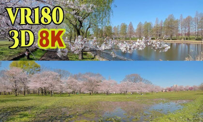 Cherry blossoms at Toneri Park, Tokyo Metropolitan Park in Tokyo,JAPAN VR Video Cherry blossoms at Toneri Park, Tokyo Metropolitan Park in Tokyo,JAPAN VR
