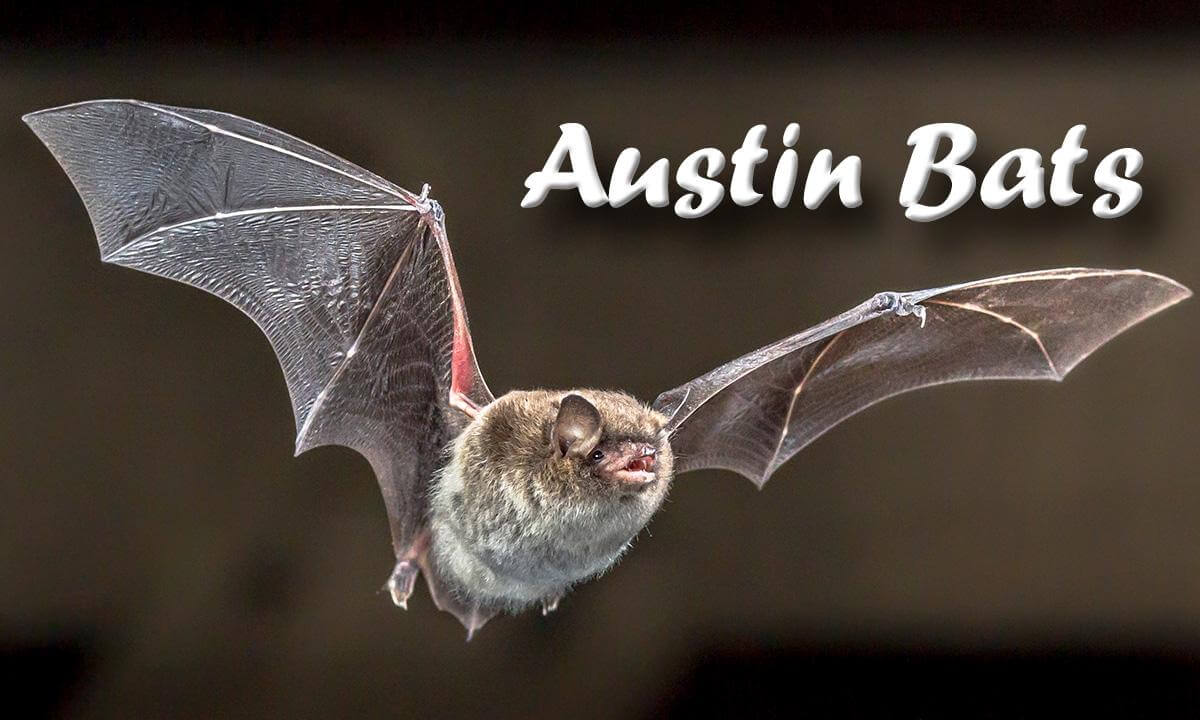 Inside the World of Bats | Austin Bat Refuge