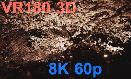 cherry blossoms at night in Chidori-ga-fuchi Green Way VR Video cherry blossoms at night in Chidori-ga-fuchi Green Way VR