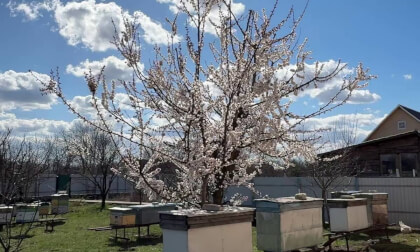 Apricot Tree