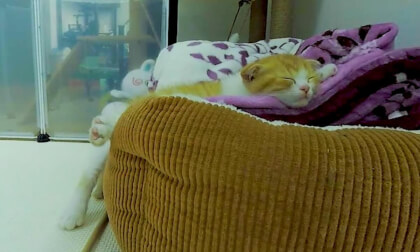 CAT VR] sleep~ But I'm verevere
