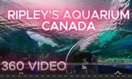 SHARK TUNNEL 3 VR Video SHARK TUNNEL 3 VR
